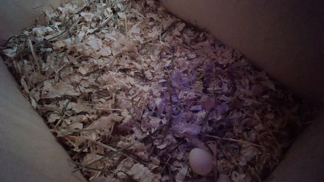 Самка волнистого попугайчика высиживает яйцо. A female budgie is hatching an egg. смотреть онлайн
