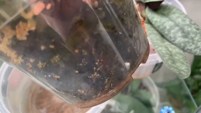 Обзор пафов. Январь 2022. смотреть онлайн