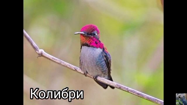 Розовые птицы ? смотреть онлайн