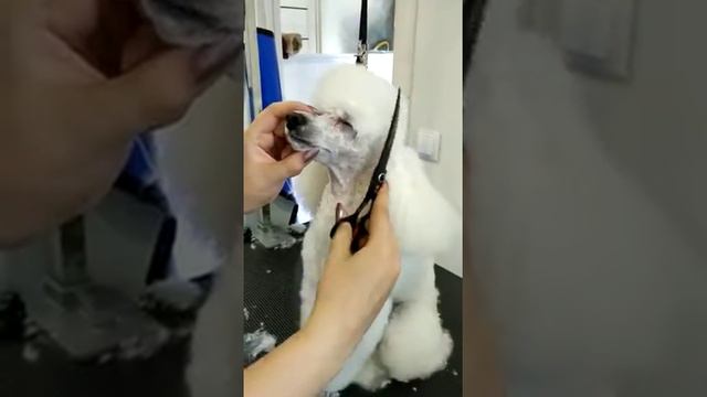 Пудель. Не мешайте! Последние штрихи! смотреть онлайн