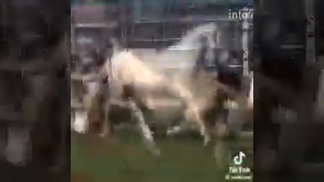 Самая красивая лошадь в мире. смотреть онлайн