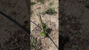 Виноградная школка.уход за виноградными кустами 1-2 летки.контрольные грозди