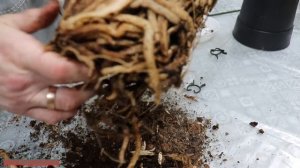 ПЕРЕСАДКА ЦИМБИДИУМА. Цимбидиум после покупки.