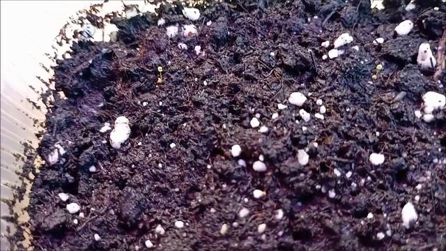 Глоксиния из семян. Всходы. смотреть онлайн