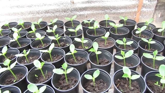 Подкормка огурцов в фазе развития первого настоящего листа. смотреть онлайн