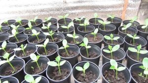 Подкормка огурцов в фазе развития первого настоящего листа.