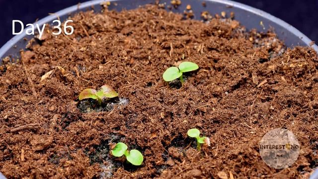 Growing KIWI Plants From Seed Time Lapse - 82 Days Plant Timelapse смотреть онлайн