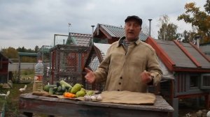 Внимание! Чеснок для кур несушек.