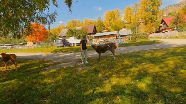 Очень смешно! Бойкий телёнок принял меня за маму и не даёт мне сбежать) смотреть онлайн