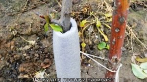 Слива Писсарди