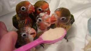 Птенцы неразлучника, ужинают