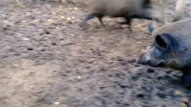 Кабаны в лесу смотреть онлайн