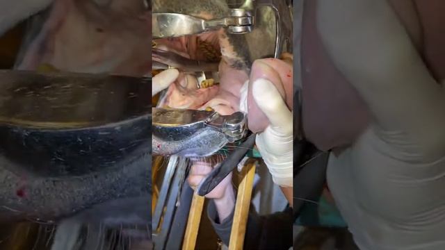 Удаление щёчного зуба у лошади / cheek tooth extraction in horse смотреть онлайн
