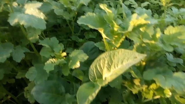 Посадка картофеля и сидерата горчица смотреть онлайн