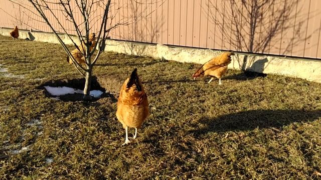 Синь синь синь дянь рыжие. Хозяйство "Расписной петушок" смотреть онлайн