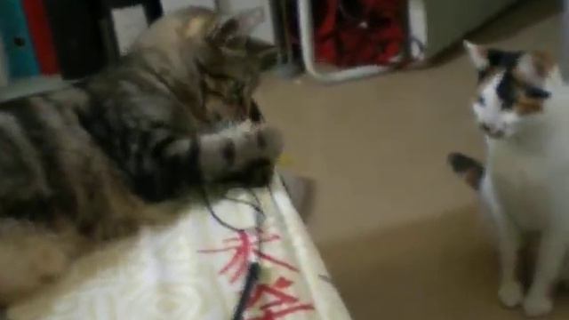 Bongo, Chat Male De 4 Ans