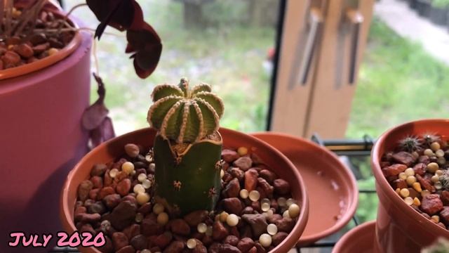 Aztekium Collection | Hintonii, Valdezii, Ritteri | Aztekium cactus plant flower смотреть онлайн