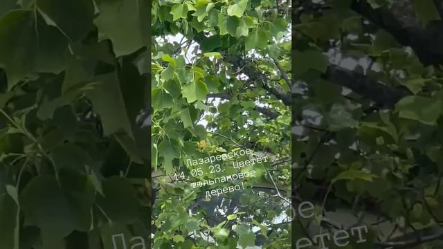 Зацвело тюльпановое дерево! Лазаревское 14.05.23. #сочи #лазаревское #сочи2023 #shorts #short #trav смотреть онлайн