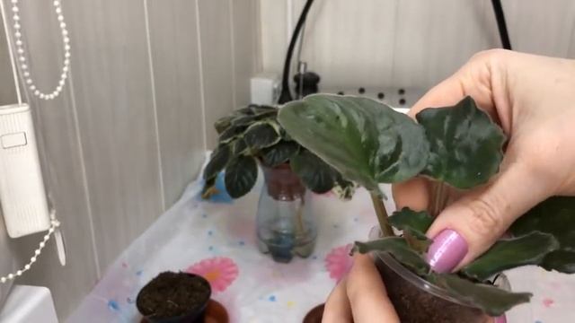 Что за чудопень у фиалки!? смотреть онлайн