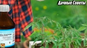 НАШАТЫРНЫЙ СПИРТ для рассады ТОМАТОВ и ПЕРЦЕВ Зачем и как ПОДКАРМЛИВАТЬ РАСТЕНИ