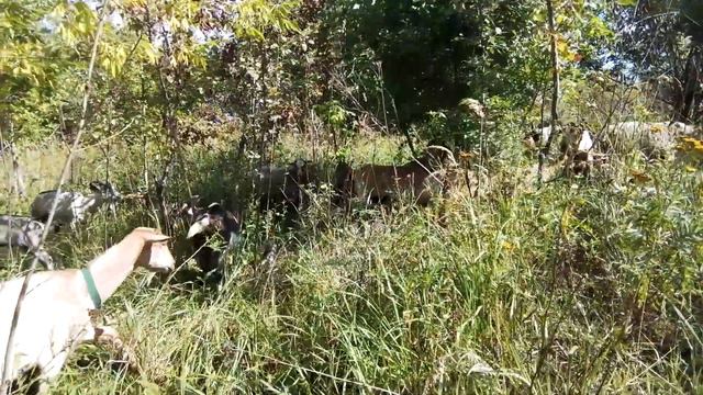 ОВЦЫ едят шерсть