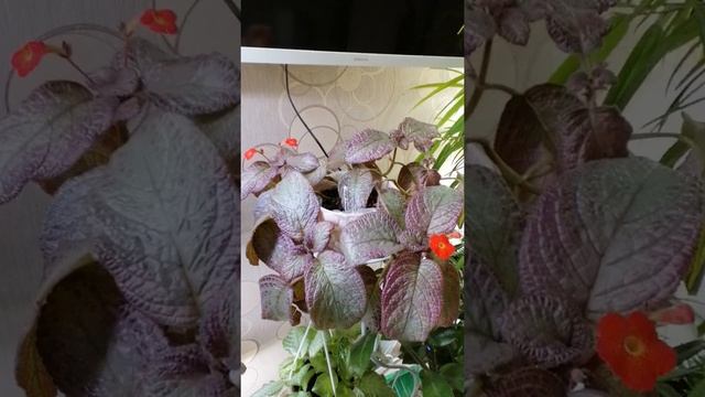 Эписция V - Сиреневая Леди. Обзор. смотреть онлайн