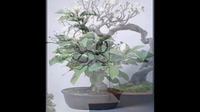 Specific Bonsai Care Guidelines for the Star Magnolia Stellata смотреть онлайн