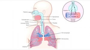 Лекция 14. Дыхание. Нормальная физиология.