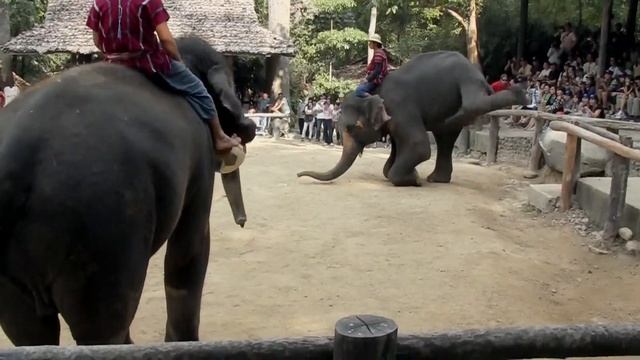 Слоник это круто ( разум животных ) смотреть онлайн