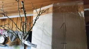 Мое первое розовое дерево?. Роза на штамбе#. Саженцы из Розафлоры?❤️