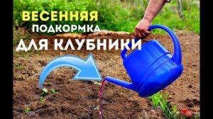 Чем удобрять клубнику весной для супер урожая!? Весенняя подкормка для клубники!
