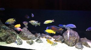 Цихлидник 2018