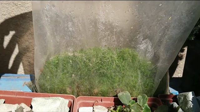 Левизия смотреть онлайн