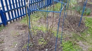 Весенняя Обрезка розы- ШРАБА Чиппендейл - она слабая или Осветляющая 27.02.22год