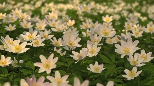FLOWERS CAN DANCE!!! Amazing Nature/ Beautiful Blooming Flower Time Lapse Video