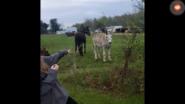 Donkey Laughs at Dog Getting Shocked By Electric Fence смотреть онлайн