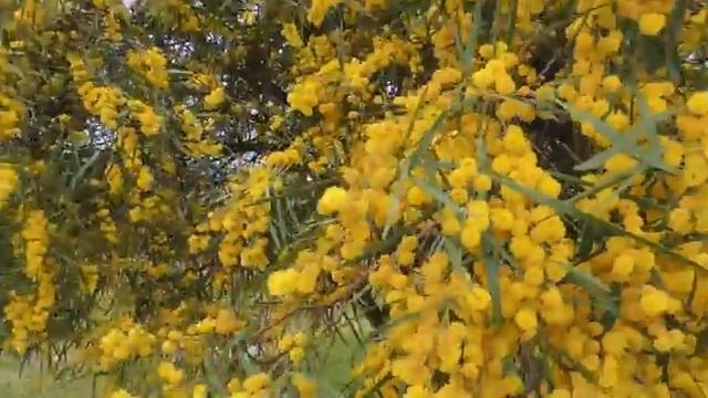 VLOG Oй, смотри - мимоза! / Aкация ивовидная. Acacia смотреть онлайн