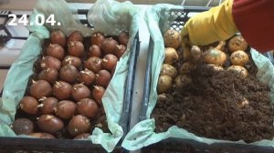 Проращивание картофеля во влажных опилках перед посадкой в грунт