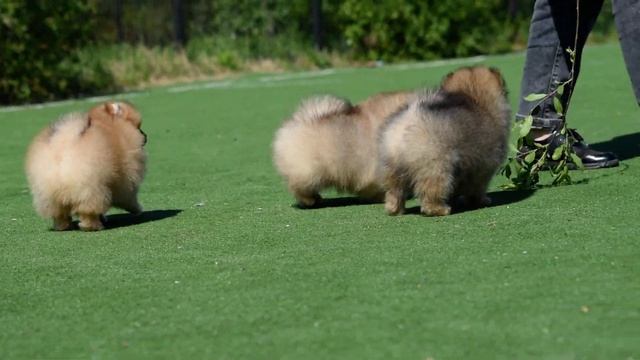 spitz puppy alyn74@mail.ru шпиц щенок пушистик померанский и малый DSC 0166 смотреть онлайн