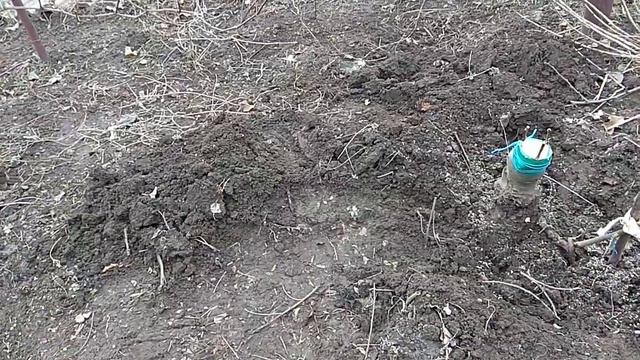 Чем "порадовала" эта весна и кратко о питомнике из Дибровки ... смотреть онлайн