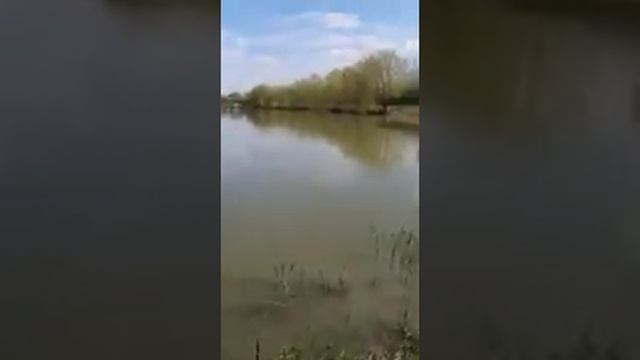 ловля сазана и зеркального карпа смотреть онлайн