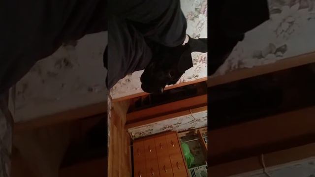 бойцовская собака просто может не встать смотреть онлайн
