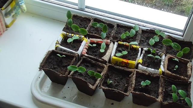 Обработка РАССАДЫ регулятором роста. Правильная подсыпка земли рассаде