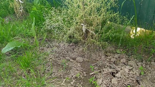 Методы борьбы с водяной крысой смотреть онлайн