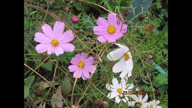 поколению 50 х в память о родителях - какие песни пели смотреть онлайн