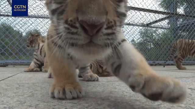 В провинции Хэйлунцзян на свет появились 26 детёнышей сибирского тигра