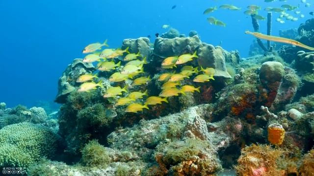 Aquarium 4K (VIDEO ULTRA HD) - Beautiful Coral Reef Fish - Sleep Relaxing Meditation Music смотреть онлайн