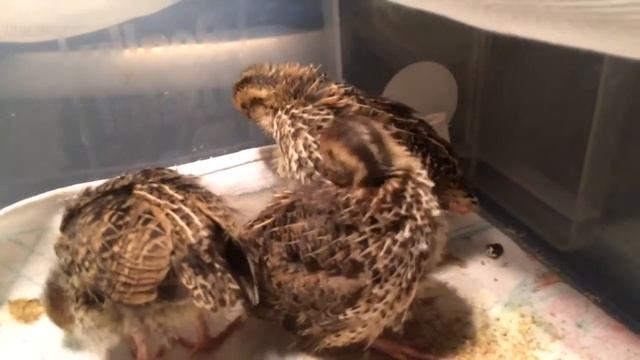 Растём, нам 10 дней! Перепелки из магазинных яиц. смотреть онлайн