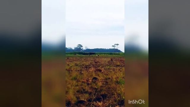 algunas foto y vídeos compartido con amigos (Galgos)