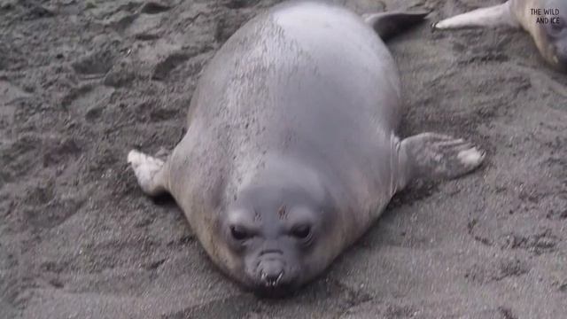What goes on at a beach full of elephant seals смотреть онлайн